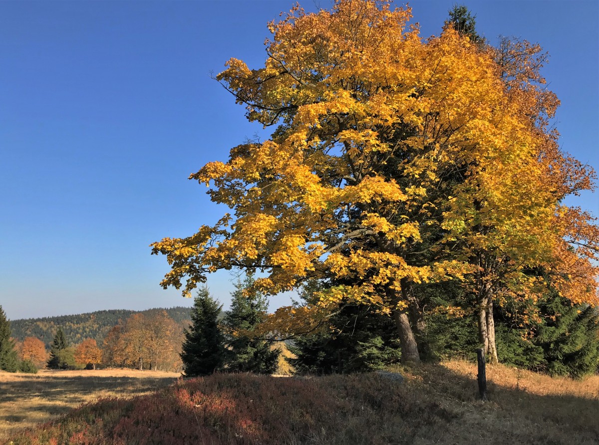Zdjęcia: Rudawski Park Krajobrazowy, Dolny Śląsk, rdzawych liści czas..., POLSKA Zdjęcia: Rudawski Park Krajobrazowy, Dolny Śląsk, rdzawych liści czas..., POLSKA