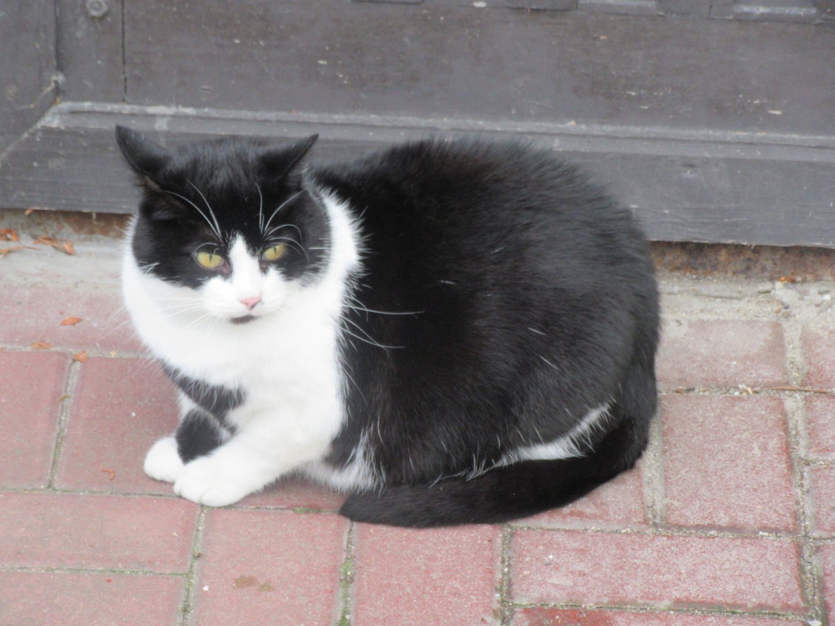 Zdjęcia: Lądek Zdrój, Lądek Zdrój , Kotek, POLSKA Zdjęcia: Lądek Zdrój, Lądek Zdrój , Kotek, POLSKA