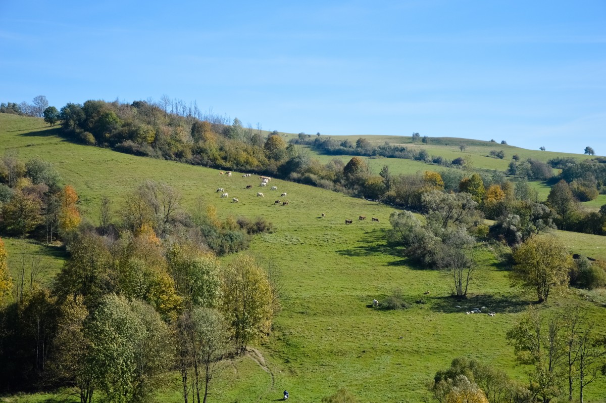Zdjęcia: Chyrowa, Beskid Niski, Jedzie Baca..., POLSKA Zdjęcia: Chyrowa, Beskid Niski, Jedzie Baca..., POLSKA