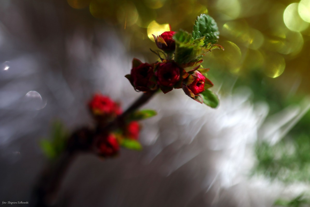 Zdjęcia: BoryTucholskie, Bory Tucholskie, W pogoni za światłem, POLSKA Zdjęcia: BoryTucholskie, Bory Tucholskie, W pogoni za światłem, POLSKA