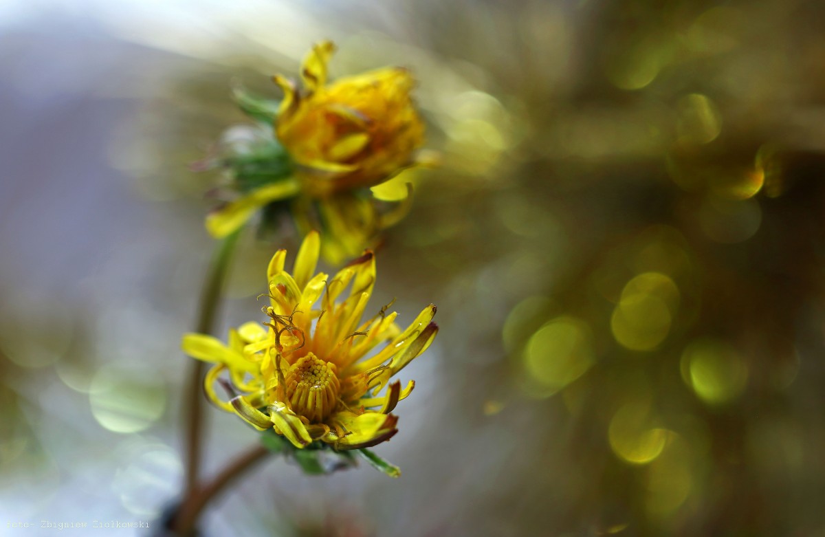 Zdjęcia: Dolina Noteci, pow-żniński, Porasta łąki, pastwiska., POLSKA Zdjęcia: Dolina Noteci, pow-żniński, Porasta łąki, pastwiska., POLSKA