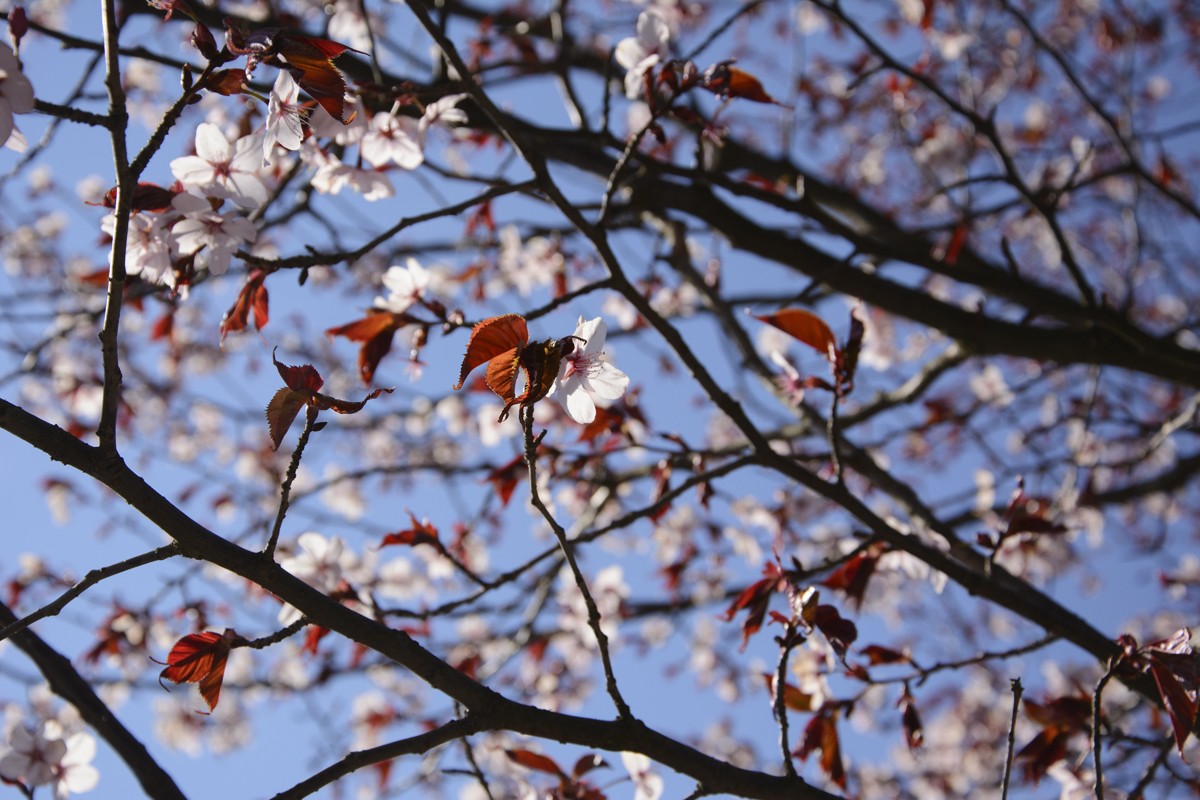 Zdjęcia: Powsin, mazowieckie, sakura, POLSKA Zdjęcia: Powsin, mazowieckie, sakura, POLSKA