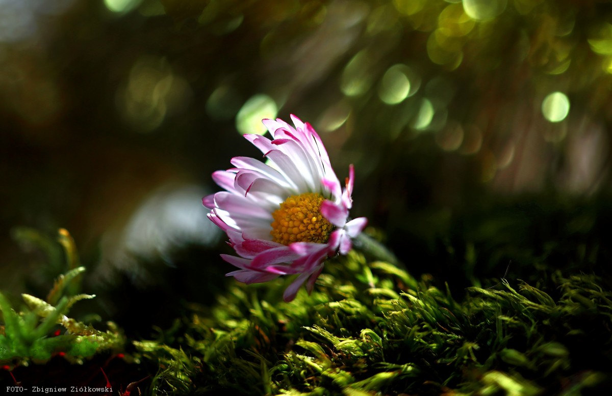 Zdjęcia: Dolina Noteci, pow-żniński, Stokrotka pospolita, POLSKA Zdjęcia: Dolina Noteci, pow-żniński, Stokrotka pospolita, POLSKA