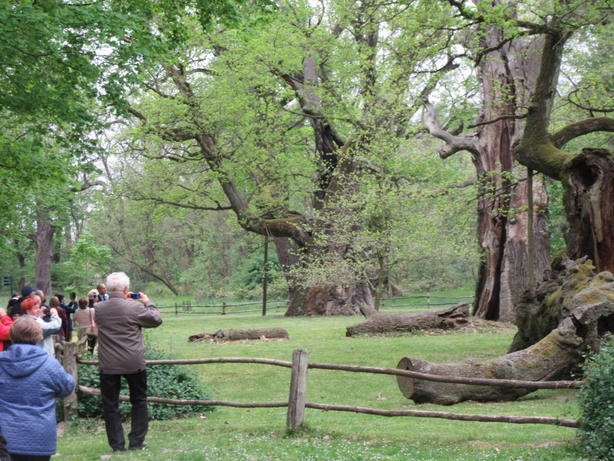 Zdjęcia: Rogalin, Rogalin, Dęby rogalińskie, POLSKA Zdjęcia: Rogalin, Rogalin, Dęby rogalińskie, POLSKA