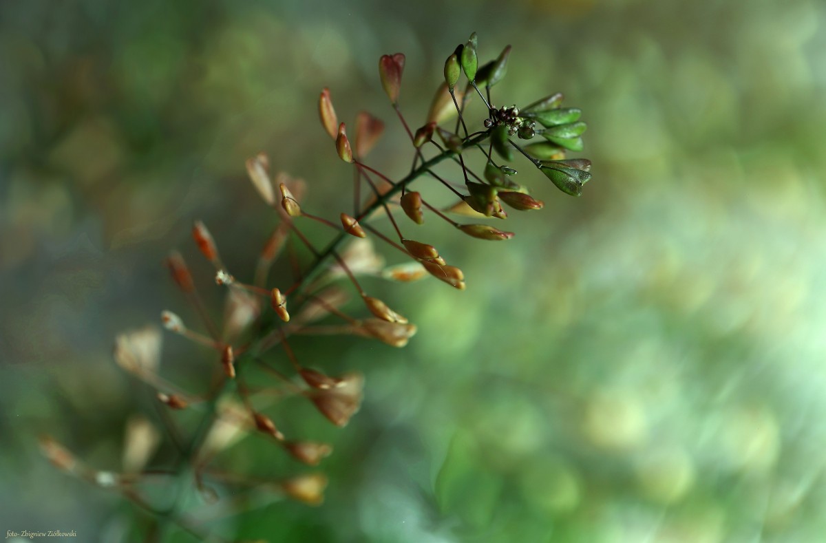 Zdjęcia: Nadnoteckie łęgi, Dolina Noteci, Światło rzeźbiarzem bokehu, POLSKA Zdjęcia: Nadnoteckie łęgi, Dolina Noteci, Światło rzeźbiarzem bokehu, POLSKA