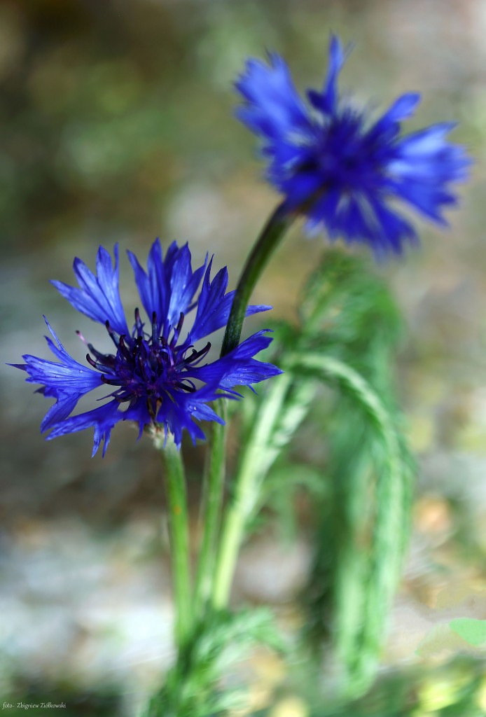 Zdjęcia: Nadnoteckie łęgi, Dolina Noteci, Chabry, POLSKA Zdjęcia: Nadnoteckie łęgi, Dolina Noteci, Chabry, POLSKA