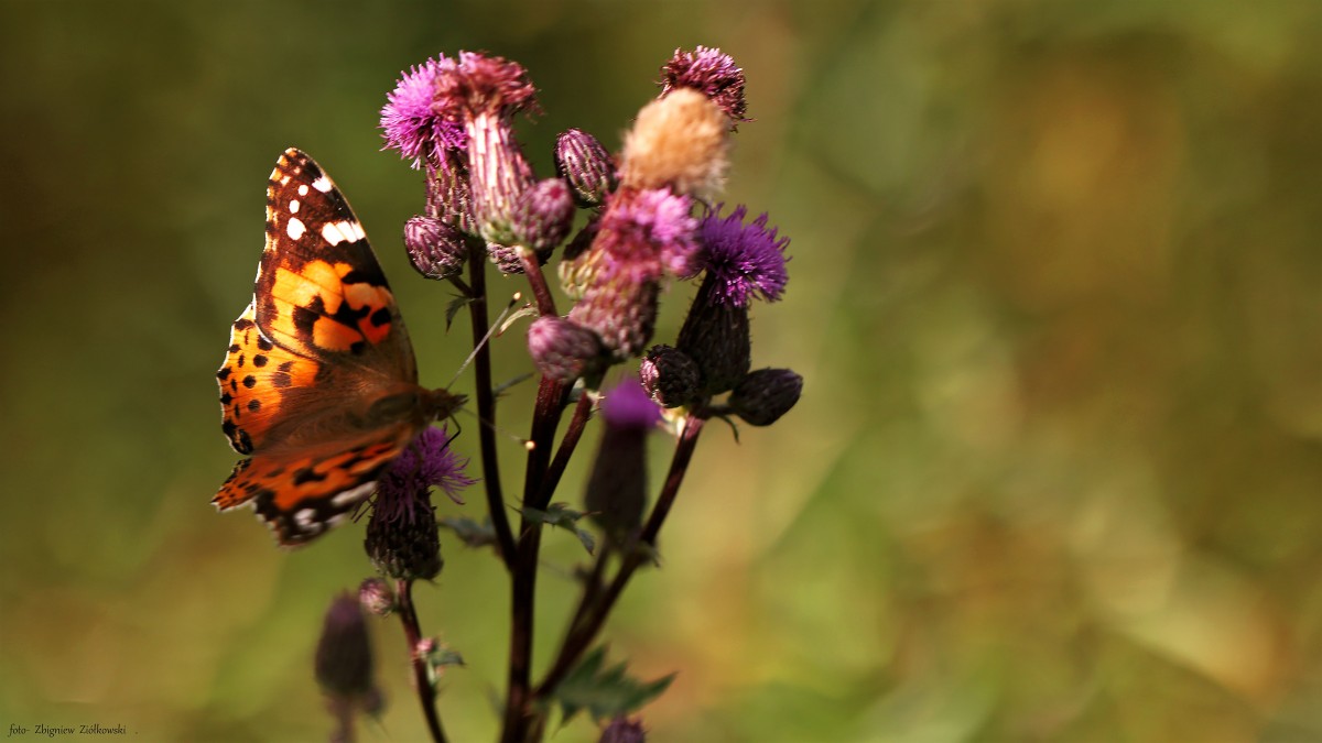 Zdjęcia: Nadnoteckie łęgi, Dolina Noteci, Upojny zapach łąk, POLSKA Zdjęcia: Nadnoteckie łęgi, Dolina Noteci, Upojny zapach łąk, POLSKA