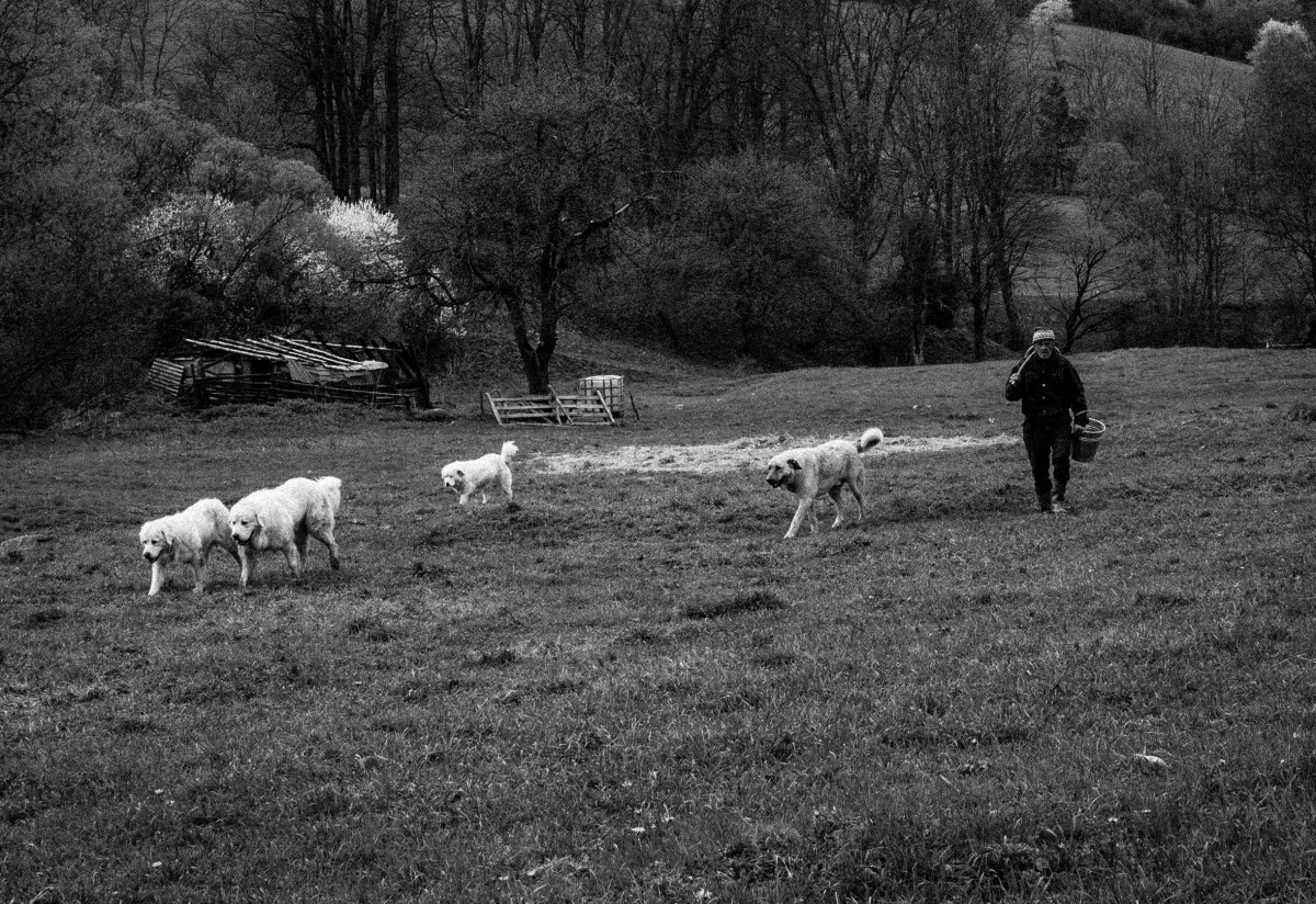 Zdjęcia: Beskid Niski, województwo małopolskie, scenka rodzajowa, POLSKA Zdjęcia: Beskid Niski, województwo małopolskie, scenka rodzajowa, POLSKA