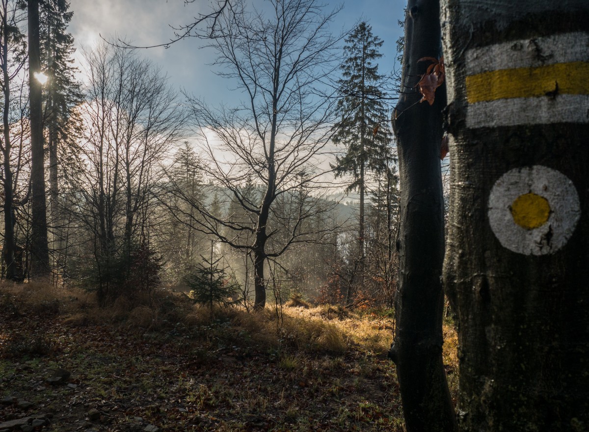 Zdjęcia: Beskid Śląski, województwo śląskie, w lesie listopadowyn, POLSKA Zdjęcia: Beskid Śląski, województwo śląskie, w lesie listopadowyn, POLSKA