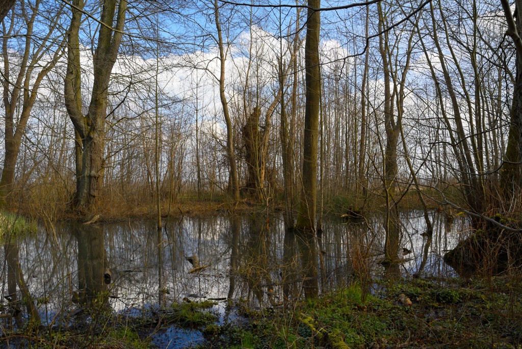 Zdjęcia: Sopot (Kamienny Potok), woj. pomorskie, wiosna, POLSKA Zdjęcia: Sopot (Kamienny Potok), woj. pomorskie, wiosna, POLSKA