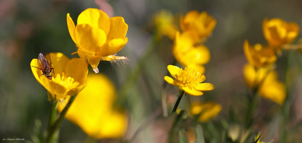 Zdjęcia: Nadnoteckie łęgi, Dolina Noteci, Poranek na Łęgach , POLSKA Zdjęcia: Nadnoteckie łęgi, Dolina Noteci, Poranek na Łęgach , POLSKA