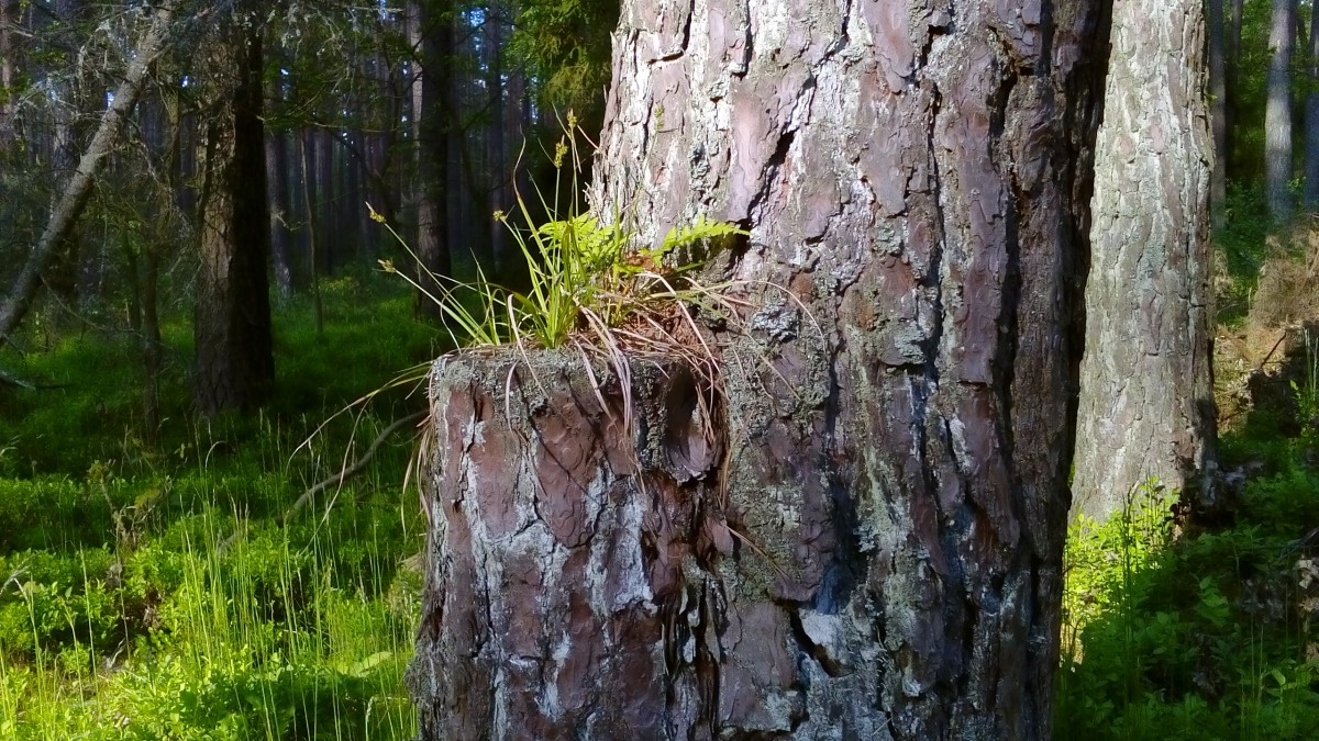 Zdjęcia: Ostrowina, Oleśnica, Siła natury, POLSKA Zdjęcia: Ostrowina, Oleśnica, Siła natury, POLSKA