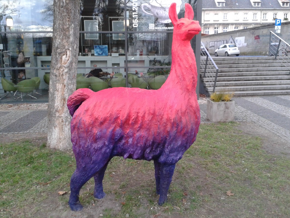 Zdjęcia: Opole, Opole, Lama, POLSKA Zdjęcia: Opole, Opole, Lama, POLSKA