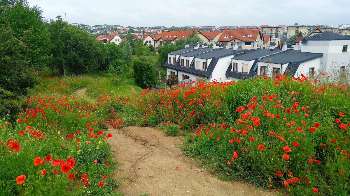 Zdjęcia: Gdańsk, Pomorze, Ścieżka wśród maków, POLSKA Zdjęcia: Gdańsk, Pomorze, Ścieżka wśród maków, POLSKA