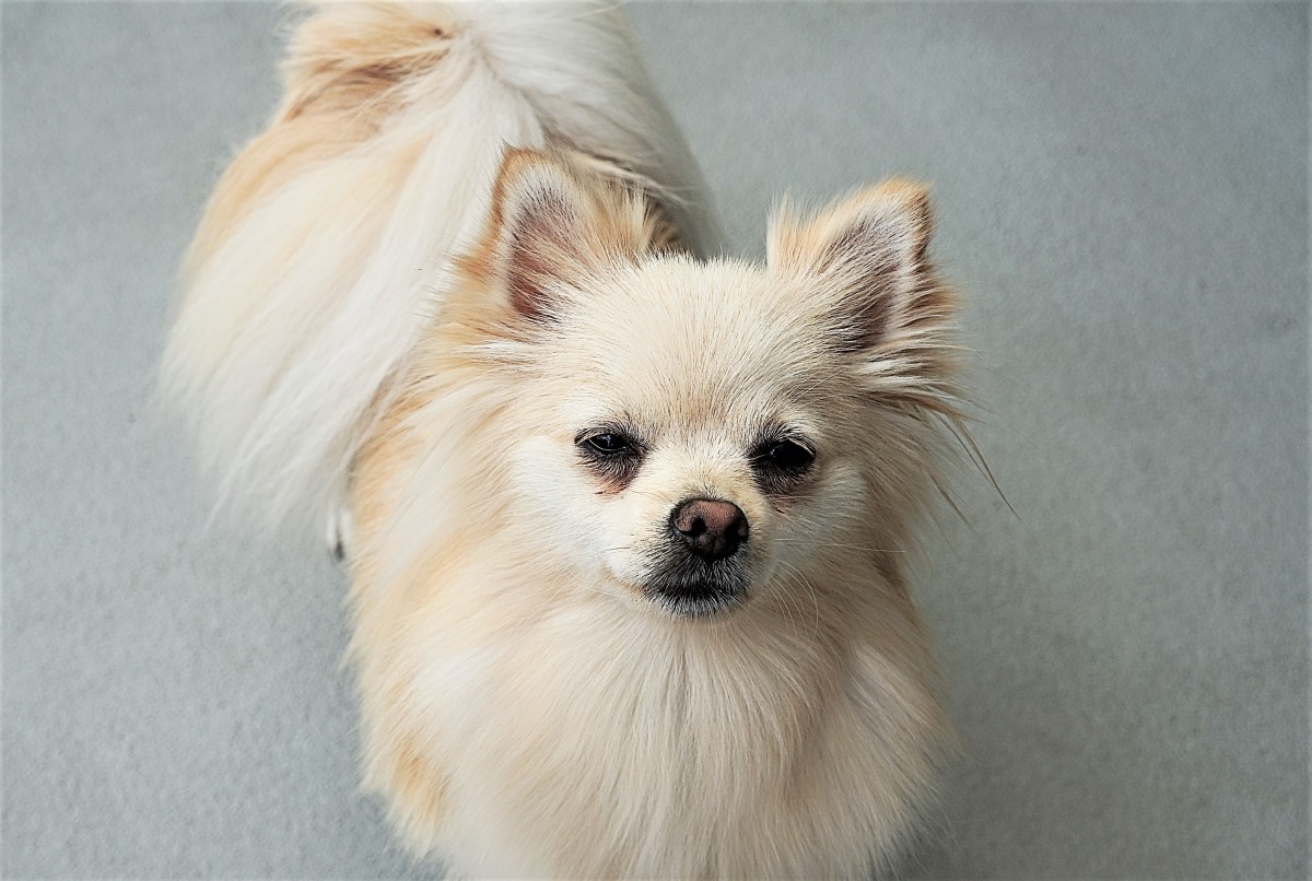 Zdjęcia: Gdańsk , Pomorze, Psinka, POLSKA Zdjęcia: Gdańsk , Pomorze, Psinka, POLSKA