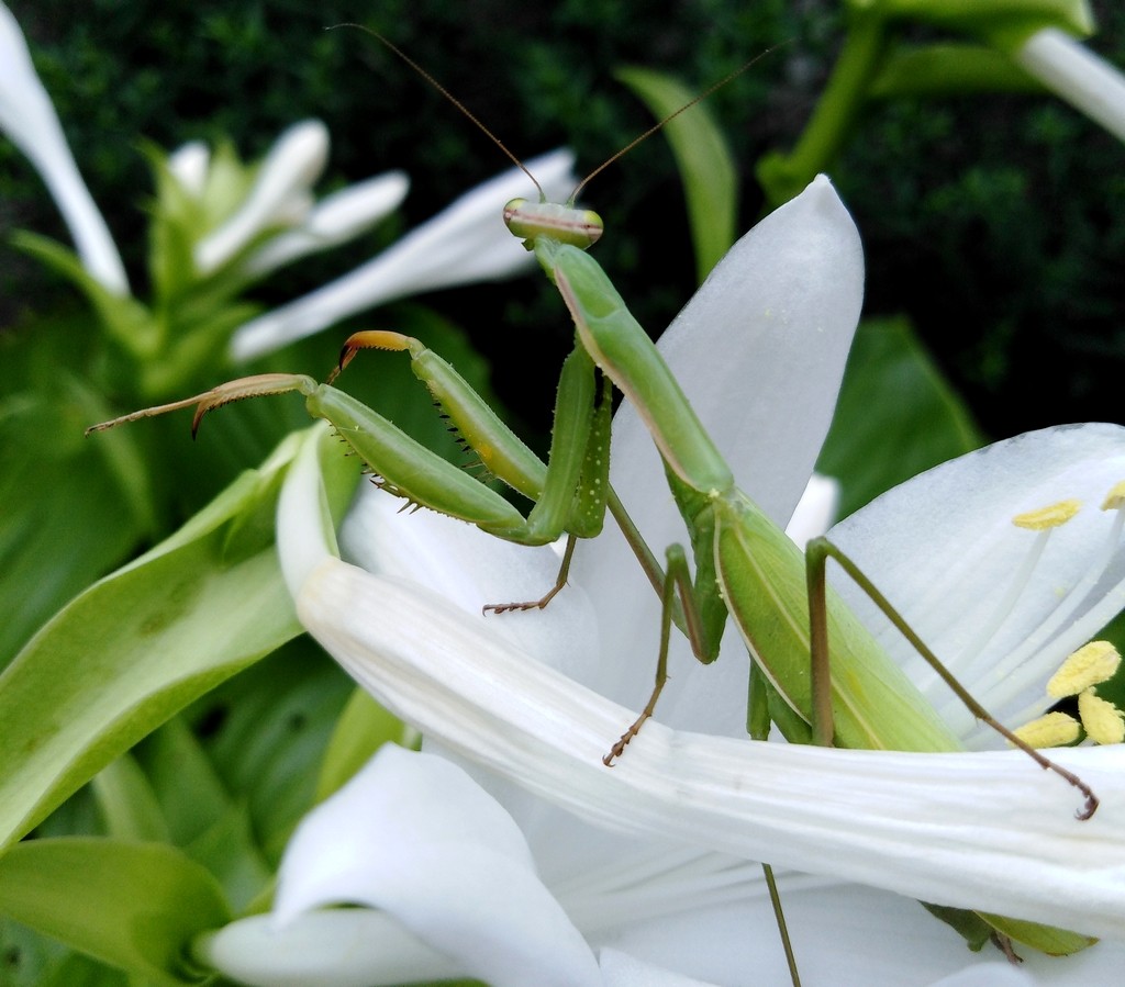 Zdjęcia: Opole, opolskie, Następna chętna, na kawę ;), POLSKA Zdjęcia: Opole, opolskie, Następna chętna, na kawę ;), POLSKA