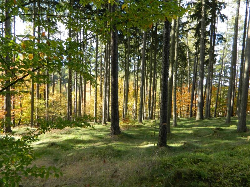 Zdjęcia: Boguszów-Gorce, dolnośląskie, Radosny las, POLSKA Zdjęcia: Boguszów-Gorce, dolnośląskie, Radosny las, POLSKA