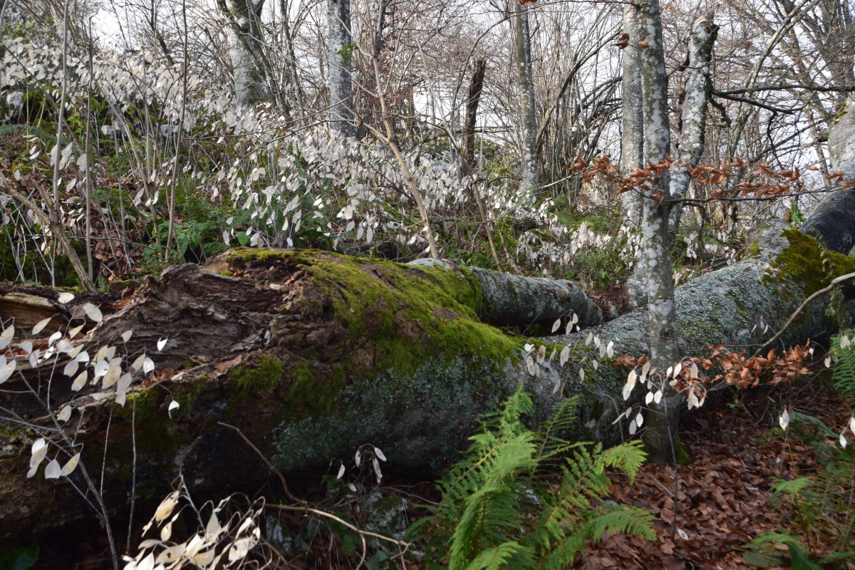 Zdjęcia: Dolina Sąspowska, Ojcowski Park Narodowy, Miesięcznica trwała, POLSKA Zdjęcia: Dolina Sąspowska, Ojcowski Park Narodowy, Miesięcznica trwała, POLSKA
