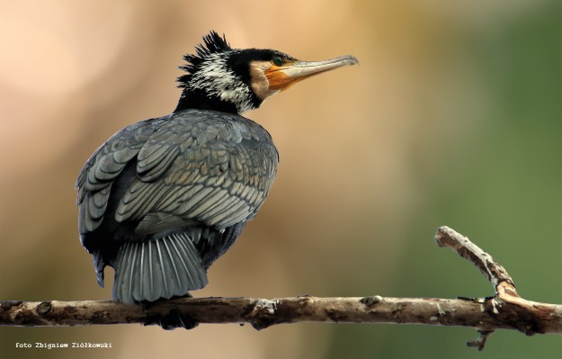 Zdjęcia: Dolina Brdy, Bory Tucholskie, Kormoran, POLSKA Zdjęcia: Dolina Brdy, Bory Tucholskie, Kormoran, POLSKA