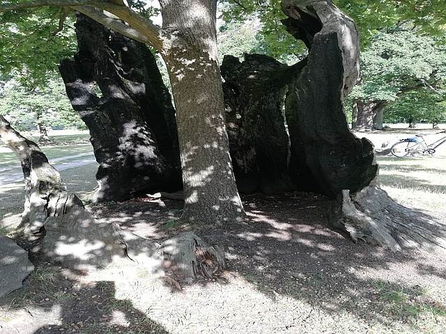 Zdjęcia: Łęknica , Lubuskie, Drzewo w drzewie, POLSKA Zdjęcia: Łęknica , Lubuskie, Drzewo w drzewie, POLSKA