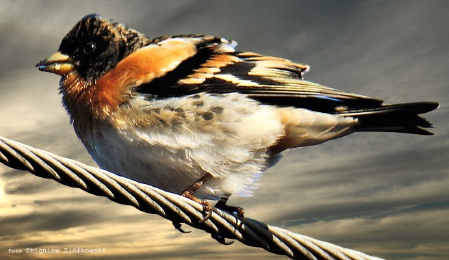 Zdjęcia: Nadnoteckie łęgi, Dolina Noteci, Jer, POLSKA Zdjęcia: Nadnoteckie łęgi, Dolina Noteci, Jer, POLSKA