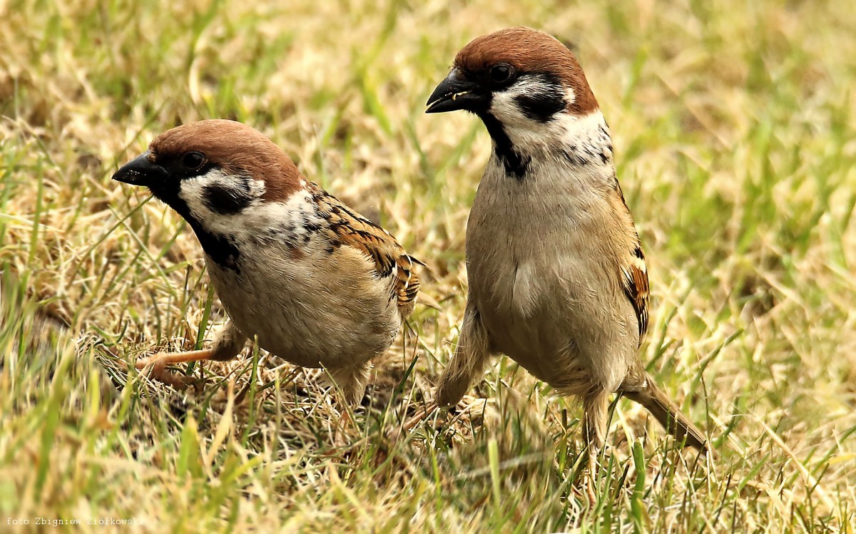 Zdjęcia: Nadnoteckie łęgi, Dolina Noteci, Mazurek, POLSKA Zdjęcia: Nadnoteckie łęgi, Dolina Noteci, Mazurek, POLSKA