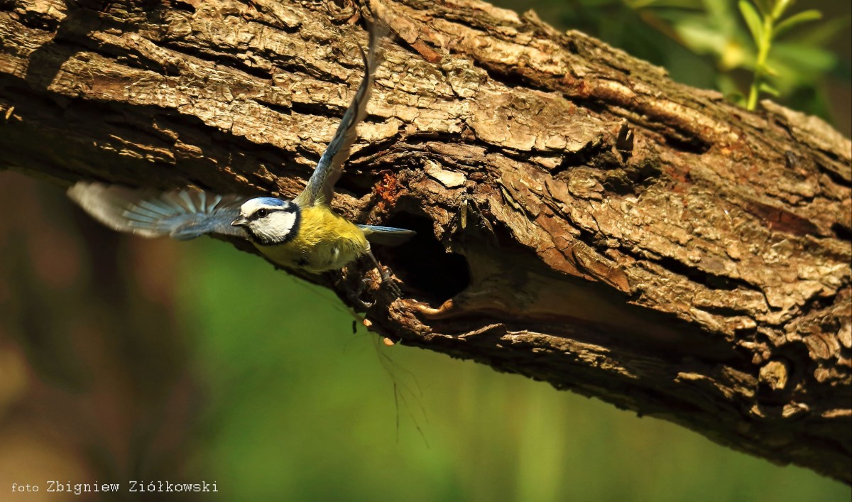 Zdjęcia: Nadnoteckie łęgi, Dolina Noteci, Sikora modra (Cyanistes caeruleus) , POLSKA Zdjęcia: Nadnoteckie łęgi, Dolina Noteci, Sikora modra (Cyanistes caeruleus) , POLSKA