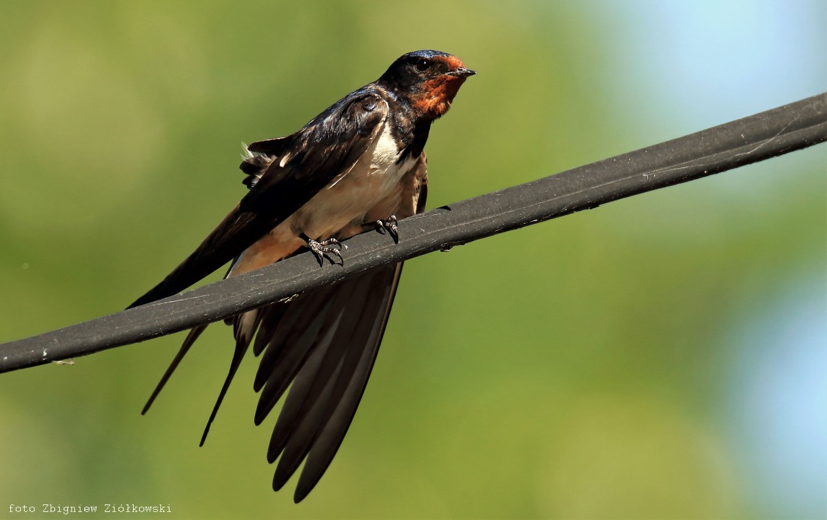 Zdjęcia: Nadnoteckie łęgi, Dolina Noteci, Jaskółka dymówka (Hirundo rustica), POLSKA Zdjęcia: Nadnoteckie łęgi, Dolina Noteci, Jaskółka dymówka (Hirundo rustica), POLSKA
