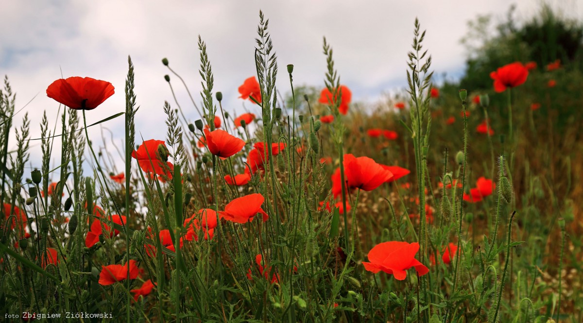 Zdjęcia: Nadnoteckie łęgi, Dolina Noteci, Makowy plener, POLSKA Zdjęcia: Nadnoteckie łęgi, Dolina Noteci, Makowy plener, POLSKA