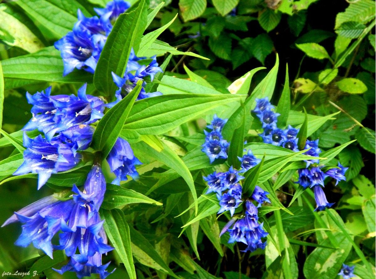 Zdjęcia: Bieszczady "Sine Wiry", woj.podkarpackie., Goryczka Trojeściowa (Gentiana asclepiadea)., POLSKA Zdjęcia: Bieszczady "Sine Wiry", woj.podkarpackie., Goryczka Trojeściowa (Gentiana asclepiadea)., POLSKA