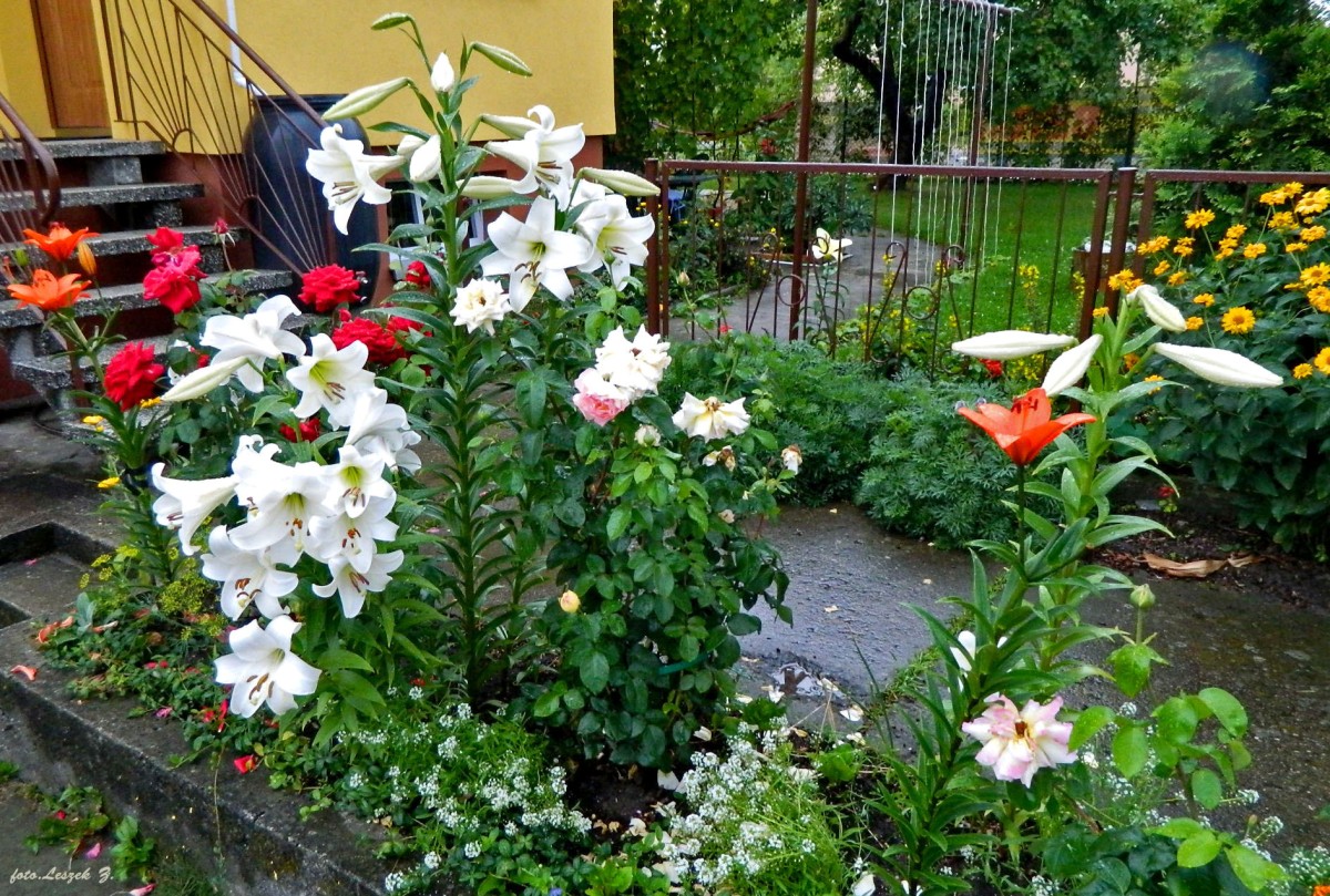 Zdjęcia: Iława., woj.warmińsko-mazurskie., Ogród w deszczu., POLSKA Zdjęcia: Iława., woj.warmińsko-mazurskie., Ogród w deszczu., POLSKA