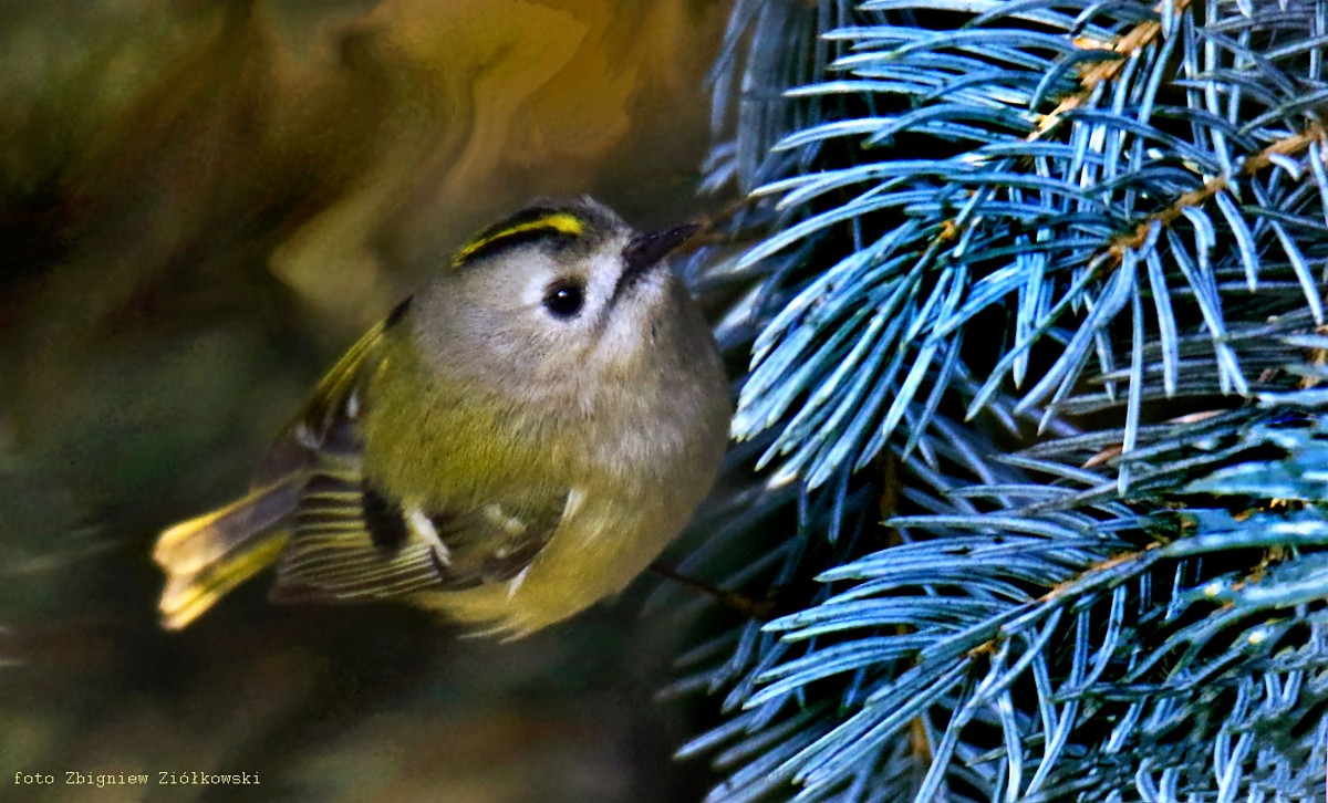 Zdjęcia: Dolina Brdy, Bory Tucholskie, Mysikrólik (łac. Regulus regulus, POLSKA Zdjęcia: Dolina Brdy, Bory Tucholskie, Mysikrólik (łac. Regulus regulus, POLSKA