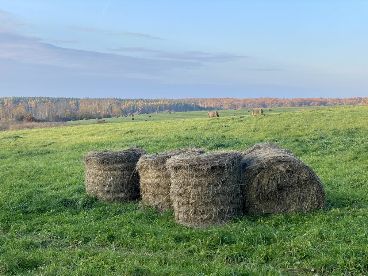 Zdjęcia: Rozłazino , Kaszuby , Pole , POLSKA Zdjęcia: Rozłazino , Kaszuby , Pole , POLSKA