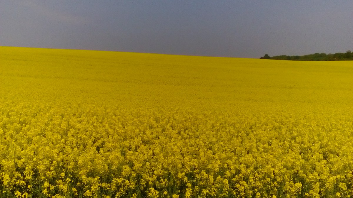 Zdjęcia: Malczów, Wzgórza Trzebnickie, Rzepakowe impresje..., POLSKA Zdjęcia: Malczów, Wzgórza Trzebnickie, Rzepakowe impresje..., POLSKA