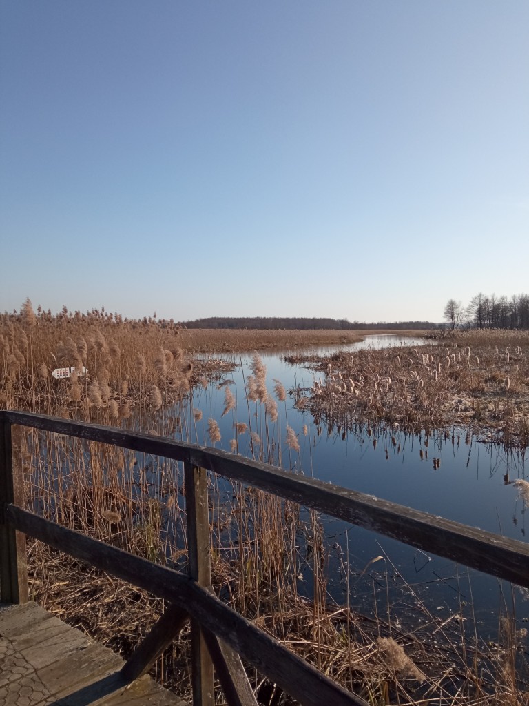 Zdjęcia: Narwiański Park Narodowy, Podlasie, Narwiański Park Narodowy - podróż od podszewki, POLSKA Zdjęcia: Narwiański Park Narodowy, Podlasie, Narwiański Park Narodowy - podróż od podszewki, POLSKA