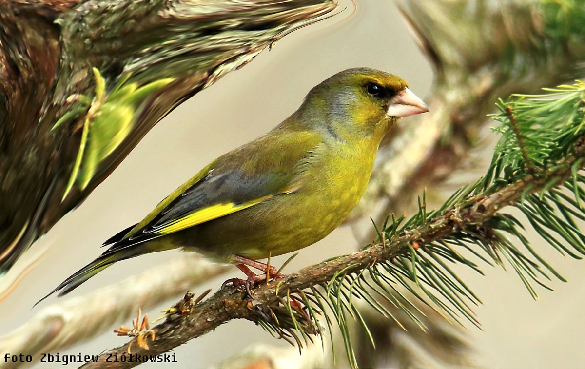 Zdjęcia: Nadnoteckie łęgi, Dolina Noteci, Dzwoniec Carduelis chloris, POLSKA Zdjęcia: Nadnoteckie łęgi, Dolina Noteci, Dzwoniec Carduelis chloris, POLSKA