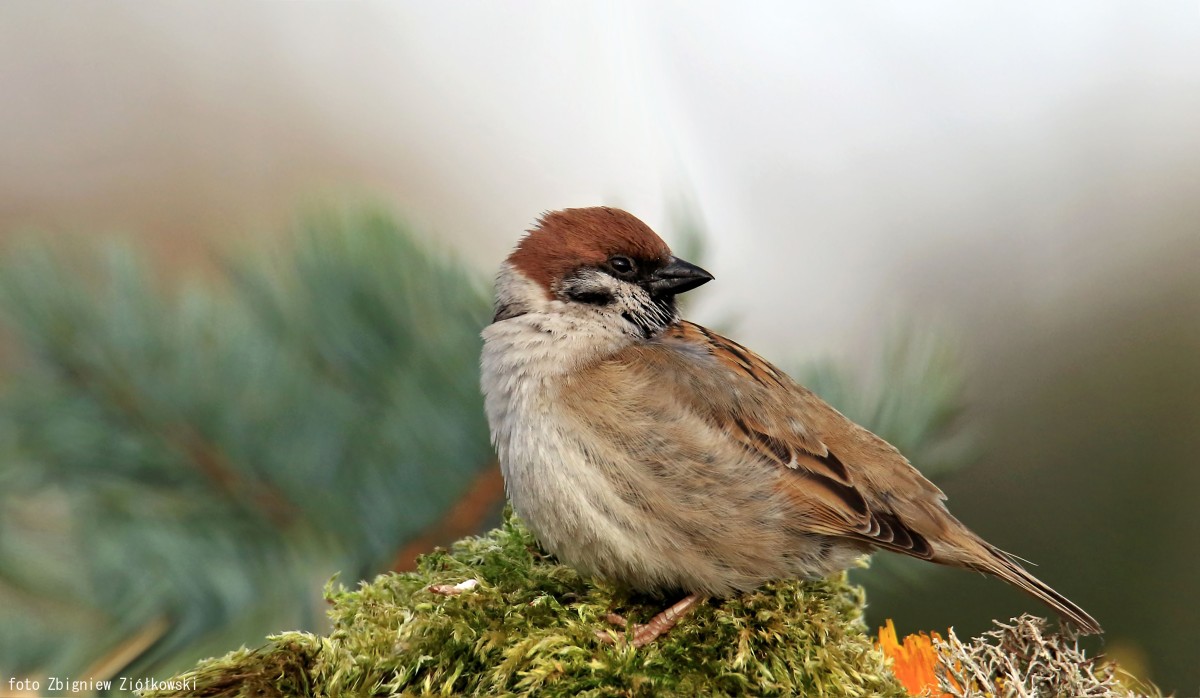 Zdjęcia: Nadnoteckie łęgi, Dolina Noteci, Mazurek (Passer montanus), POLSKA Zdjęcia: Nadnoteckie łęgi, Dolina Noteci, Mazurek (Passer montanus), POLSKA