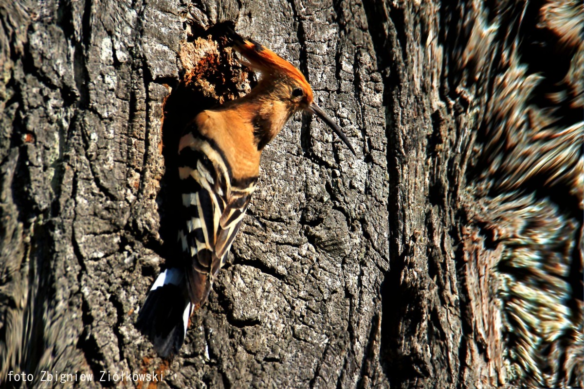 Zdjęcia: Nadnoteckie łęgi, Dolina Noteci, Dudek (Upupa epops), POLSKA Zdjęcia: Nadnoteckie łęgi, Dolina Noteci, Dudek (Upupa epops), POLSKA