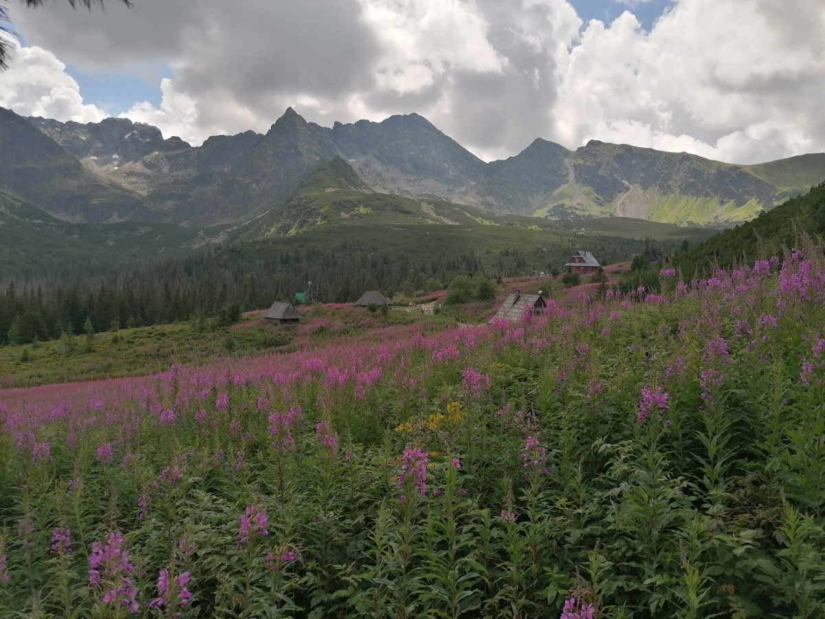 Zdjęcia: Hala G±sienicowa, Tatry, Dolina G±sienicowa, POLSKA Zdjęcia: Hala G±sienicowa, Tatry, Dolina G±sienicowa, POLSKA