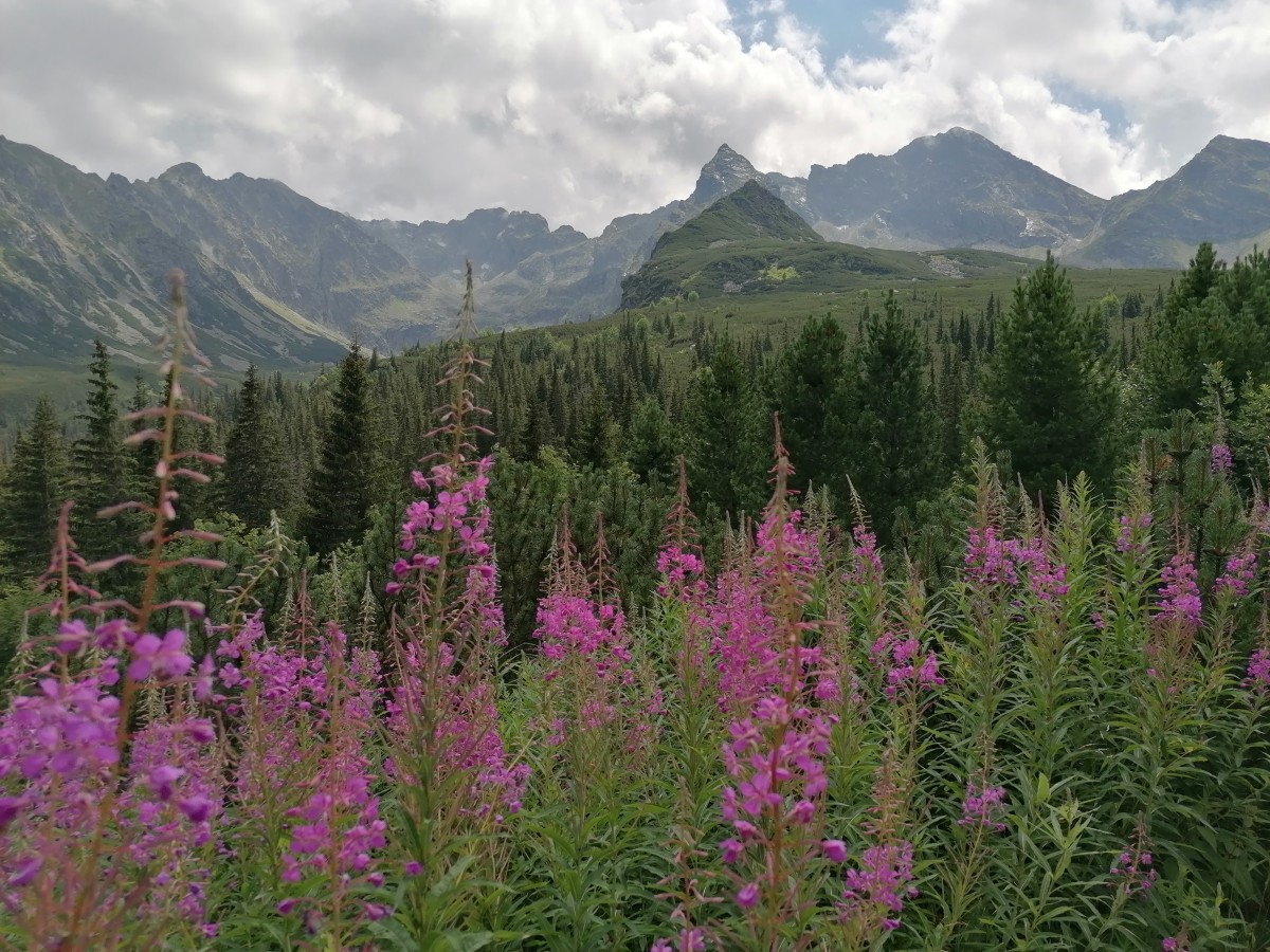 Zdjęcia: Dolina Gąsienicowa, Tatry, Kwitnąca wierzbówka kiprzyca, POLSKA Zdjęcia: Dolina Gąsienicowa, Tatry, Kwitnąca wierzbówka kiprzyca, POLSKA