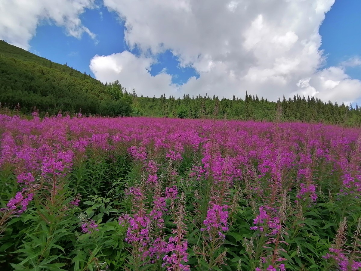 Zdjęcia: Hala G±sienicowa, Tatry Wysokie, Wierzbówka kiprzyca , POLSKA Zdjęcia: Hala G±sienicowa, Tatry Wysokie, Wierzbówka kiprzyca , POLSKA