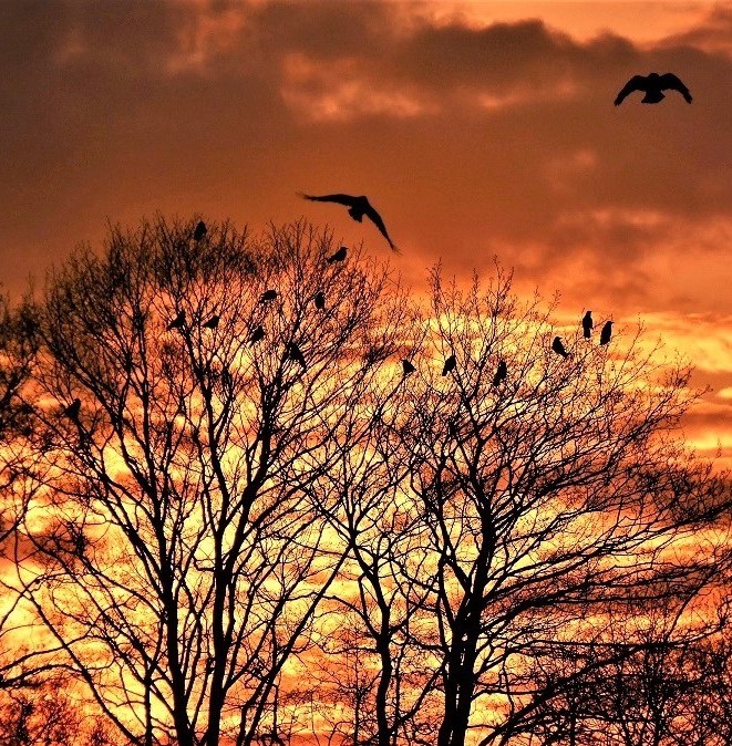 Zdjęcia: Gdańsk - Park Reagana, Pomorskie, Ptaki ognistych chmur, POLSKA Zdjęcia: Gdańsk - Park Reagana, Pomorskie, Ptaki ognistych chmur, POLSKA