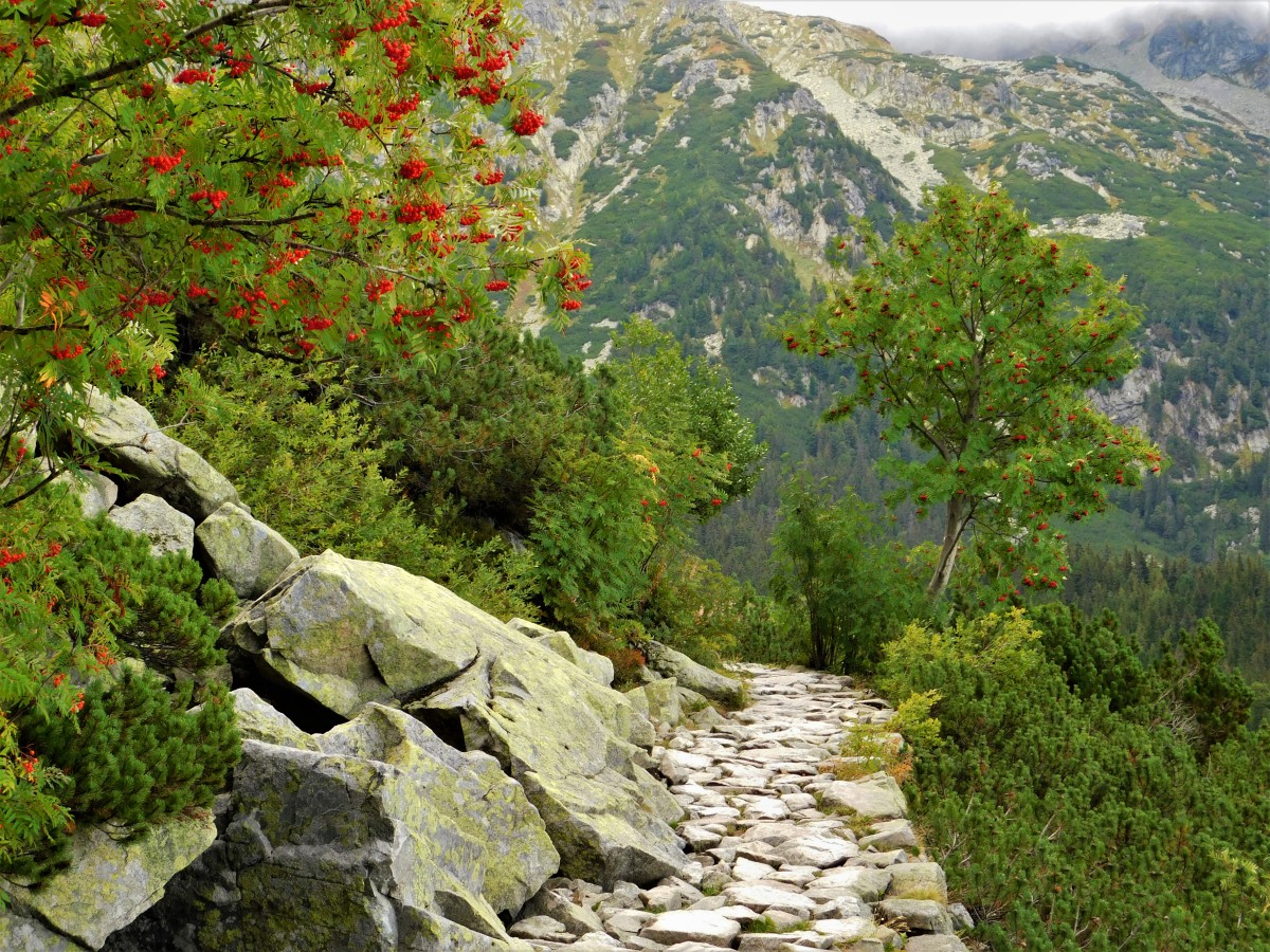 Zdjęcia: gdzieś na szlaku, Tatry, w drodze na szczyt, POLSKA Zdjęcia: gdzieś na szlaku, Tatry, w drodze na szczyt, POLSKA