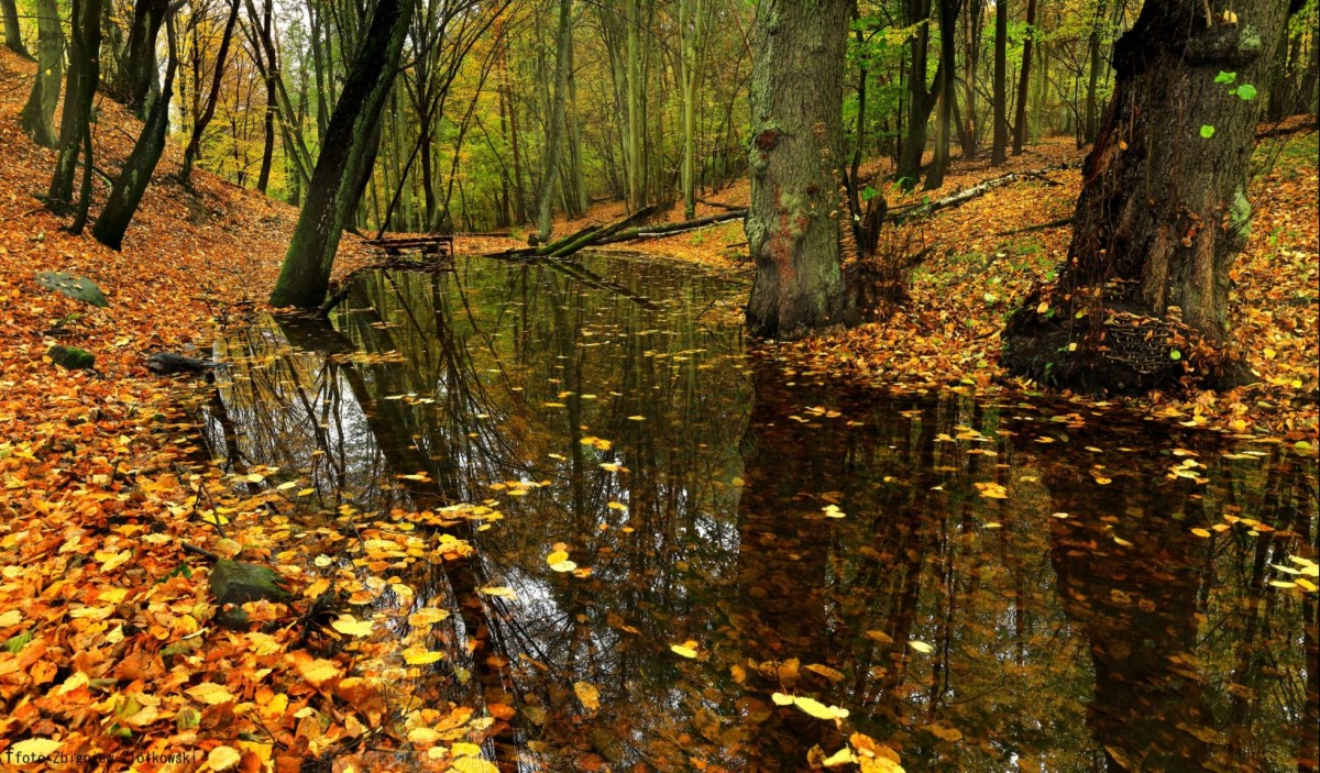 Zdjęcia: BoryTucholskie, kujawsko-pomorskiego, las roztacza swoje wspaniałe jesienne barwy., POLSKA Zdjęcia: BoryTucholskie, kujawsko-pomorskiego, las roztacza swoje wspaniałe jesienne barwy., POLSKA
