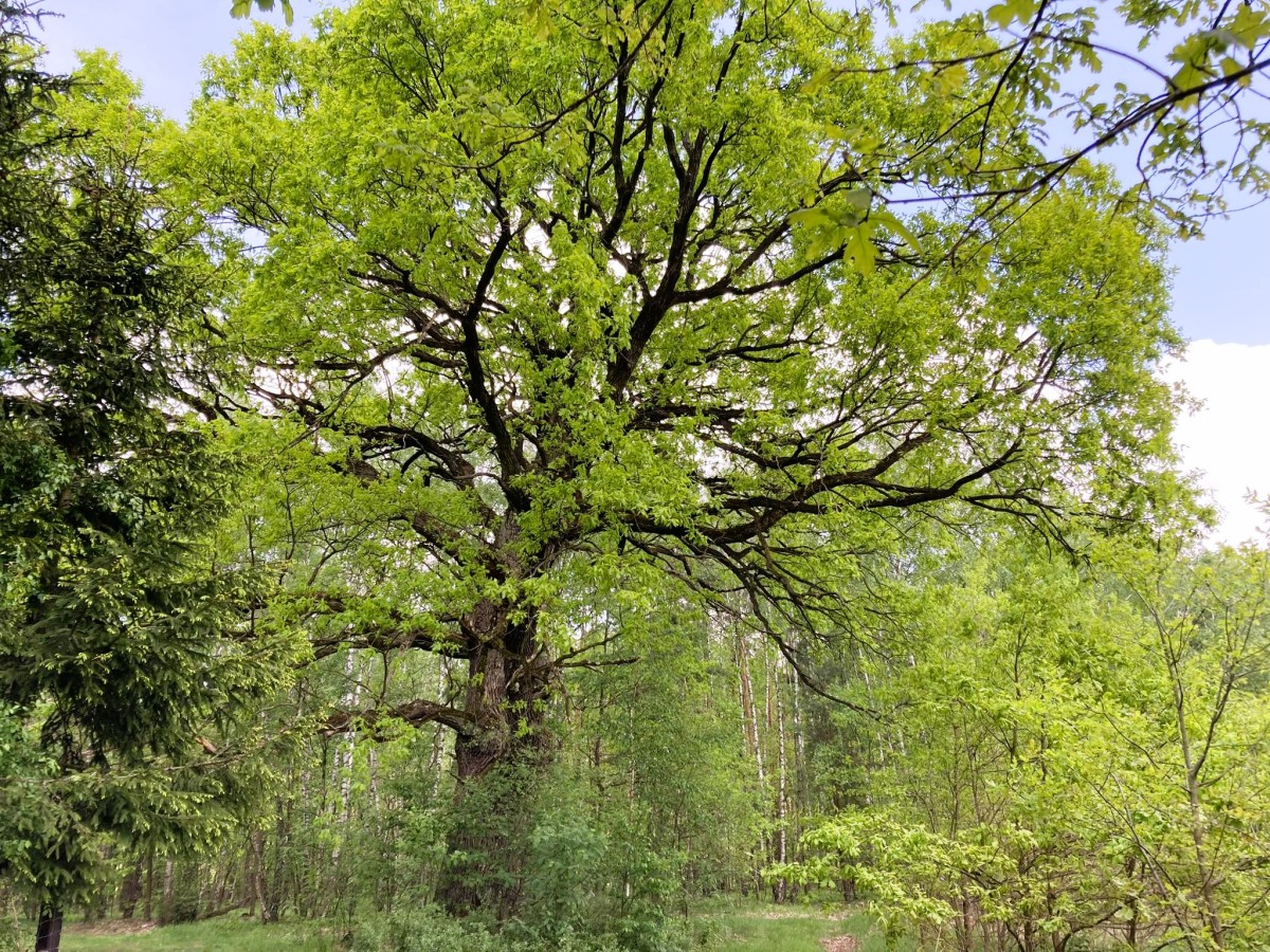 Zdjęcia: Ponurzyca, Celestynów, Ponurzycki stary dąb, POLSKA Zdjęcia: Ponurzyca, Celestynów, Ponurzycki stary dąb, POLSKA