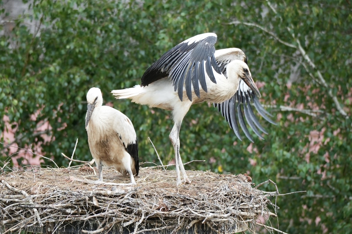 Zdjęcia: Pentowo - VII Europejska Wieś Bociania, Podlasie, Miękkie lądowanie, POLSKA Zdjęcia: Pentowo - VII Europejska Wieś Bociania, Podlasie, Miękkie lądowanie, POLSKA