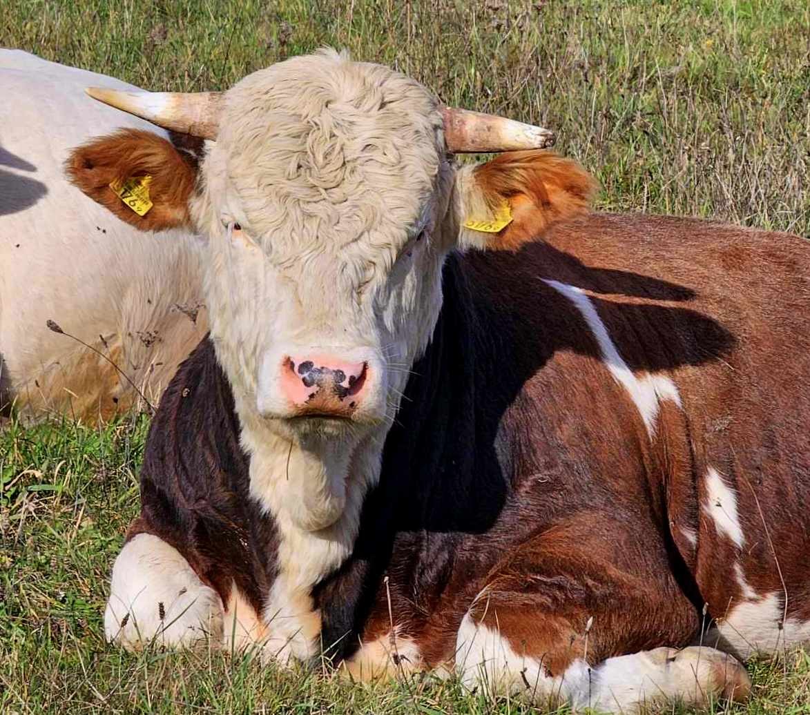Zdjęcia: Bezmiechowa, Bieszczady, Bieszczadzka Mućka, POLSKA Zdjęcia: Bezmiechowa, Bieszczady, Bieszczadzka Mućka, POLSKA
