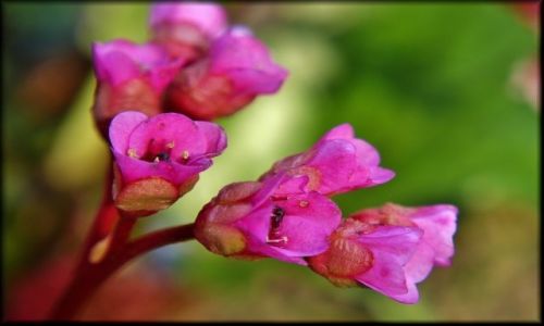 Zdjęcie POLSKA / lubelszczyzna / Ogród Botaniczny / Różowości w Botaniku