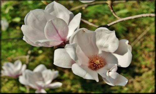Zdjecie POLSKA / lubelszczyzna / Ogrd Botaniczny / Magnoliowo w Botaniku