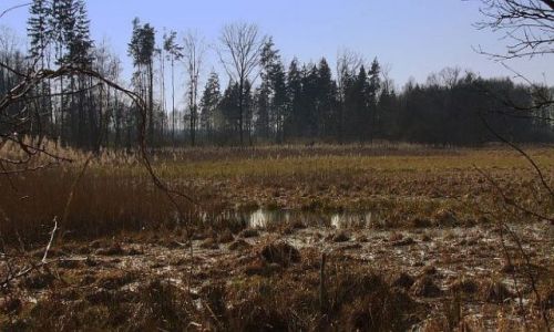 Zdjęcie POLSKA / w.opolskie / nizina śląska / bagno